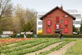 Field of tulips in the spring. Town of Cham, canton of Zug, Switzerland, Europe.