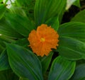 Very nice Chamaecostus cuspidatus, common name fiery costus or spiral flag. Botanical Garden