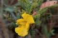 Chamaecrista catartica, Serra da Canastra, Brazil