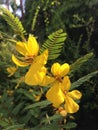 Chamaecrista Fasciculate (Partridge Pea) Plant Blossoming in Bright Sunlight. Royalty Free Stock Photo