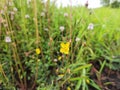 Chamaecrista mimosoides flower. yellow flowers in the grass.