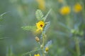 Chamaecrista nictitans, Sensitive Partridge Pea, Wild Sensitive Plant, Sensitive Pea