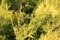 Chamaecyparis or false cypress