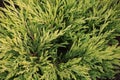 Chamaecyparis or false cypress