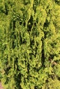 Chamaecyparis or false cypress