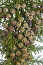 Chamaecyparis lawsoniana