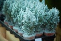 Chamaecyparis lawsoniana Ellwoodii cypress trees in small pots decorated with artificial snow on the shelve at garden shop in Dece