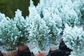 Chamaecyparis lawsoniana Ellwoodii cypress trees in small pots decorated with artificial snow on the shelve at garden shop in Dece