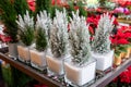 Chamaecyparis lawsoniana Ellwoodii cypress trees in small pots decorated with artificial snow on the shelve at greek