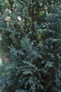 Chamaecyparis lawsoniana Ellwoodii evergreen medium sized tree close up branches