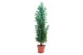 Chamaecyparis lawsoniana Ellwoodii plant in flower pot