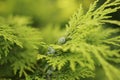 Chamaecyparis leaves and cones Royalty Free Stock Photo