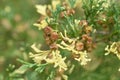 Chamaecyparis obtusa`Globosa variegata`