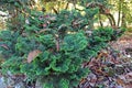 Chamaecyparis obtusa `Gracilis`,autumn in a park,Zagreb,Croatia,Europe