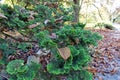 Chamaecyparis obtusa `Gracilis`,autumn in a park,Zagreb,Croatia,Europe