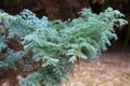 Chamaecyparis pisifera boulevard. Southern coniferous tree. Natural background with a green branch