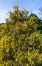 Chamaecyparis pisifera `Filifera Aurea` Sawara cypress or Sawara Japanese. Yellow leaves of false cypress in spring Arboretum Royalty Free Stock Photo