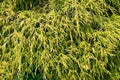 Chamaecyparis pisifera Royalty Free Stock Photo