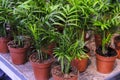 Chamaedorea eleChamaedorea elegans plant in a pot close-up. Sale in the store. Selective focusgans or neanthe bella palm green Royalty Free Stock Photo