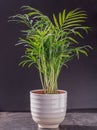 Chamaedorea elegans plant in white flower pot on a black background Royalty Free Stock Photo