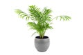 Chamaedorea Elegans in pot isolated on white background. Parlour Palm in gray flowerpot, houseplant green leaves Royalty Free Stock Photo