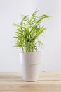 Chamaedorea elegans, a potted plant in a pot. Royalty Free Stock Photo