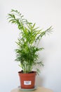 Chamaedorea elegans in a vase Royalty Free Stock Photo