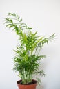 Chamaedorea elegans in a vase Royalty Free Stock Photo