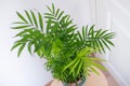 Chamaedorea elegans in a vase Royalty Free Stock Photo