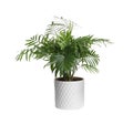 Chamaedorea palm in pot isolated on white. House plant Royalty Free Stock Photo
