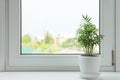 Chamaedorea palm in pot on windowsill indoors, space for text. House plant Royalty Free Stock Photo