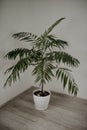 Chamaedorea plant in a white pot in the corner of a room