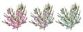 Chamaelaucium waxflower Blue and pink flowers. Vector floral p