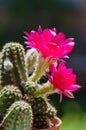 Chamaelobivia paolinae in bloom Royalty Free Stock Photo