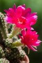 Chamaelobivia paolinae in bloom Royalty Free Stock Photo