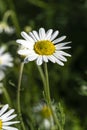 Chamaemelum nobile common chamomile Royalty Free Stock Photo