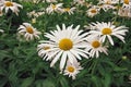 `Chamaemelum nobile` commonly known as chamomile also spelled camomile. Royalty Free Stock Photo