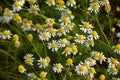 Colorful terrace of daisies (Chamaemelum nobile). Royalty Free Stock Photo