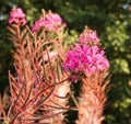 Chamaenerion angustifolium close up. Royalty Free Stock Photo