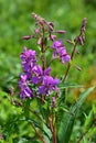 Chamaenerion angustifolium,fireweed Royalty Free Stock Photo