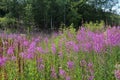 Chamaenerion angustifolium (fireweed Royalty Free Stock Photo