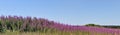 Chamaenerion angustifolium flowers in field under clear sky