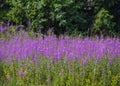 The fire weed German SchmalblÃÂ¤ttriges WeidenrÃÂ¶schen Royalty Free Stock Photo