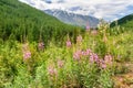 Chamaenerion angustifolium on mountain. View of North-Chuiskiy Range. Altai Republic, Russia