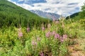 Chamaenerion angustifolium on mountain. View of North-Chuiskiy Range. Altai Republic, Russia