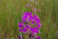 Chamaenerion angustifolium purple flowers. Fireweed plant, medical tea