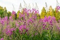 Chamaenerion angustifolium purple flowers. Fireweed plant, medical tea.