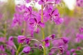 Chamaenerion angustifolium purple flowers. Fireweed plant, medical tea. Royalty Free Stock Photo