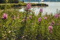 Chamaenerion angustifolium purple flowers. Fireweed plant, medical tea