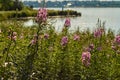 Chamaenerion angustifolium purple flowers. Fireweed plant, medical tea